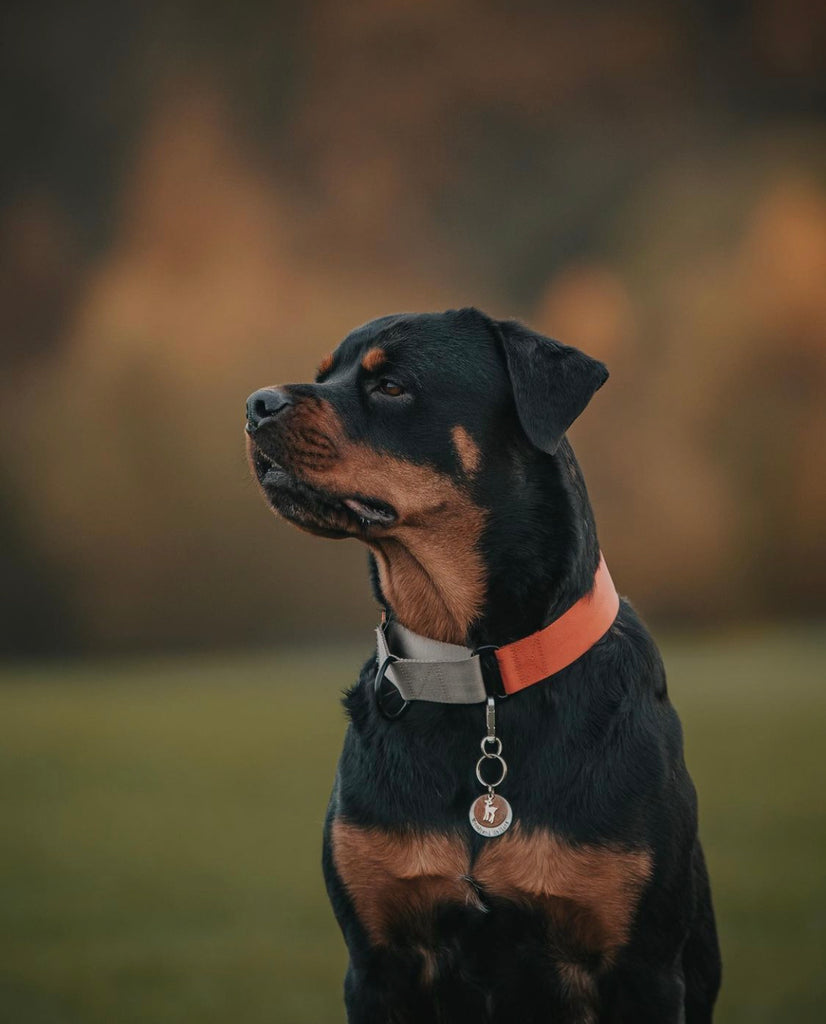 The Martingale Collar