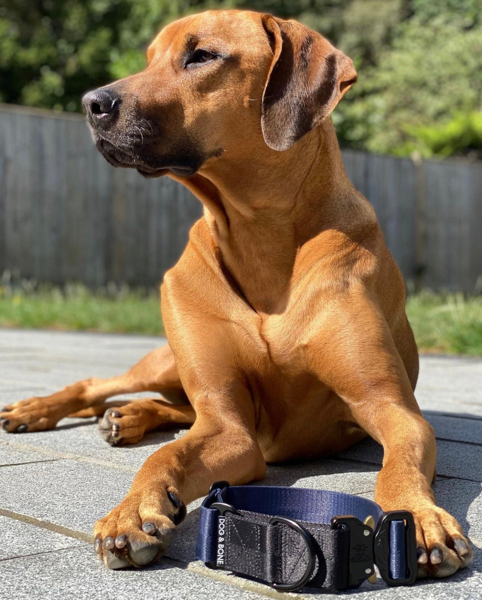 Martingale collar 2024 with metal buckle