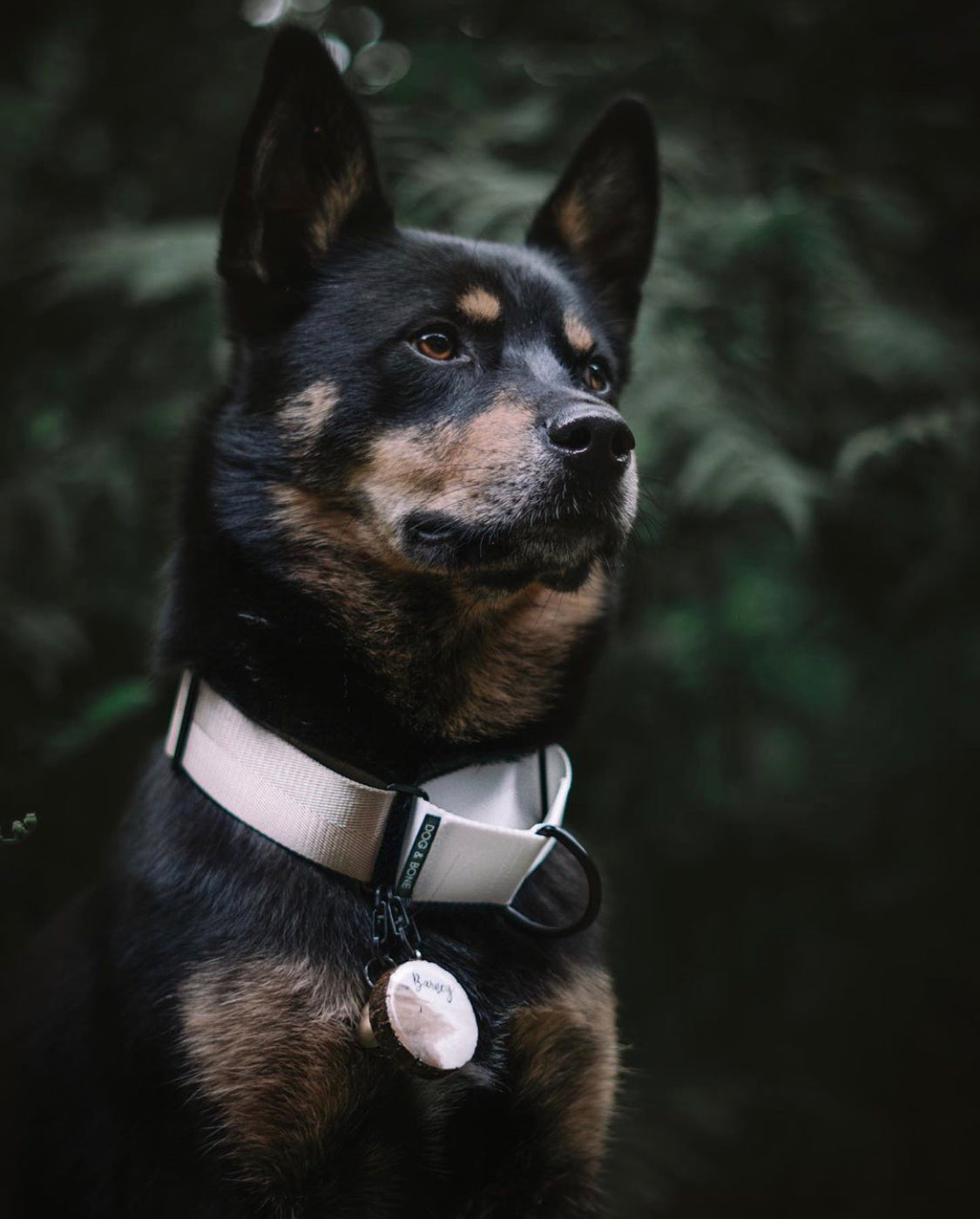Premium Handcrafted Pet Accessories The Dog and Bone Company